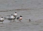 Picture/image of Franklin's Gull