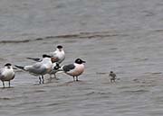 Picture/image of Franklin's Gull