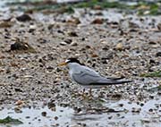 Picture/image of Least Tern