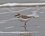 Picture/image of Wilson's Plover