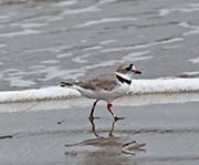 Picture/image of Piping Plover
