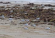 Picture/image of Least Tern