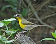 Yellow-breasted Chat