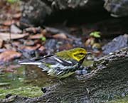 Picture/image of Black-throated Green Warbler