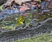Picture/image of Black-throated Green Warbler