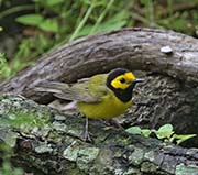 Hooded Warbler