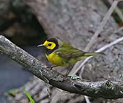 Picture/image of Hooded Warbler