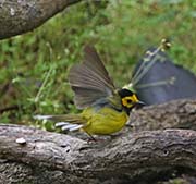 Picture/image of Hooded Warbler
