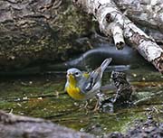 Picture/image of Northern Parula