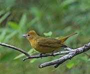 Picture/image of Summer Tanager