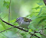 Picture/image of Tennessee Warbler