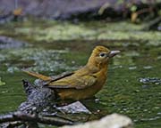 Picture/image of Summer Tanager