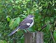 Picture/image of Northern Mockingbird