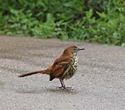 Picture/image of Brown Thrasher