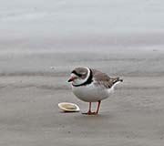 Picture/image of Piping Plover