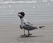 Picture/image of Laughing Gull