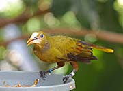 Picture/image of Green Oropendola