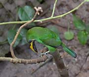 Picture/image of Emerald Toucanet