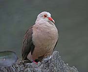 Picture/image of Pink Pigeon