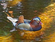Picture/image of Mandarin Duck