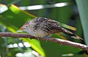 Picture/image of Guira Cuckoo