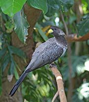 Western Plantain-eater