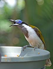 Picture/image of Blue-faced Honeyeater