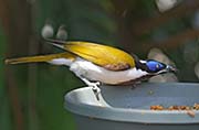 Picture/image of Blue-faced Honeyeater