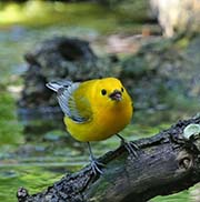 Picture/image of Prothonotary Warbler