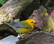Picture/image of Prothonotary Warbler