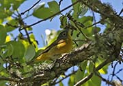 Picture/image of Nashville Warbler