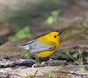 Picture/image of Prothonotary Warbler