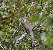 Picture/image of Yellow-billed Cuckoo