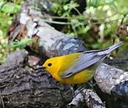 Picture/image of Prothonotary Warbler