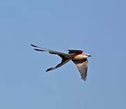 Picture/image of Scissor-tailed Flycatcher