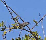 Picture/image of Blue-gray Gnatcatcher