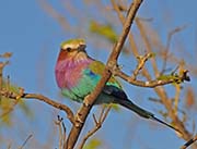 Picture/image of Lilac-breasted Roller