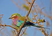Picture/image of Lilac-breasted Roller