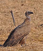 Picture/image of White-backed Vulture