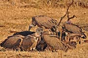 Picture/image of White-backed Vulture