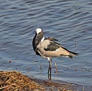 Picture/image of Blacksmith Lapwing