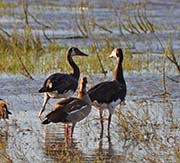 Picture/image of Spur-winged Goose