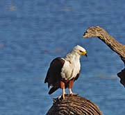 Picture/image of African Fish Eagle