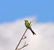 Picture/image of Swallow-tailed Bee-eater