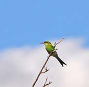 Picture/image of Swallow-tailed Bee-eater