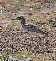 Picture/image of Water Thick-knee