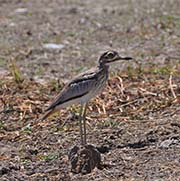 Picture/image of Water Thick-knee