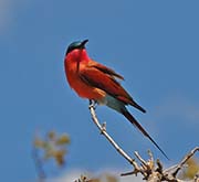 Picture/image of Southern Carmine Bee-eater