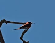 Picture/image of Southern Carmine Bee-eater