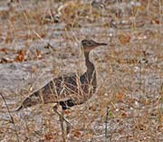 Picture/image of Spotted Thick-knee